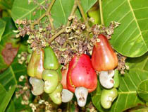 Cashew Nuts